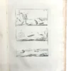 Ornitologia Ginanni